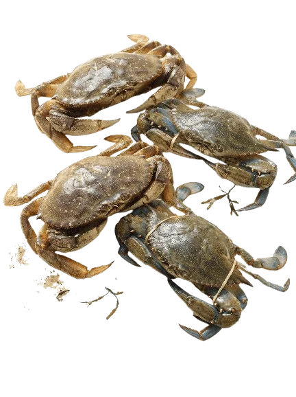 Whole Crab (Live)