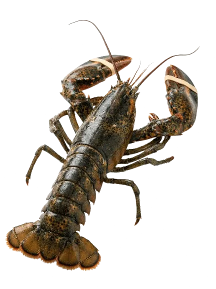 Live Lobster