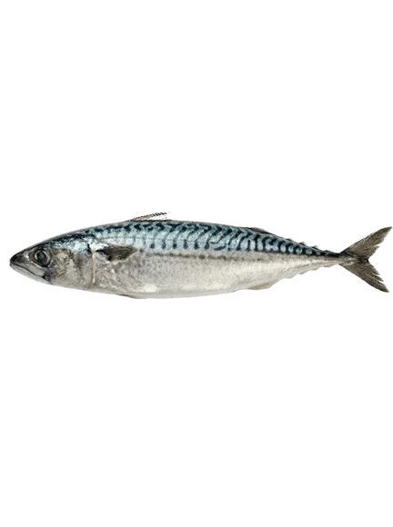 Mackerel
