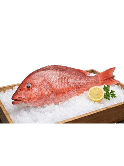Red Snapper