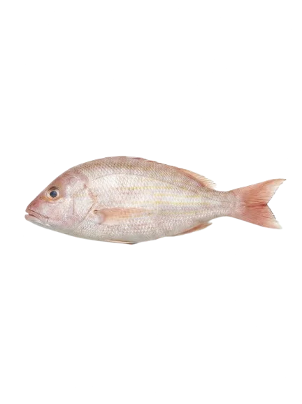 White Snapper